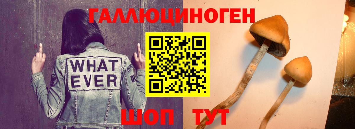 Галлюциногенные грибы прущие грибы  Вход с VPN  Новокубанск  Галлюциногенные грибы Psilocybine cubensis 